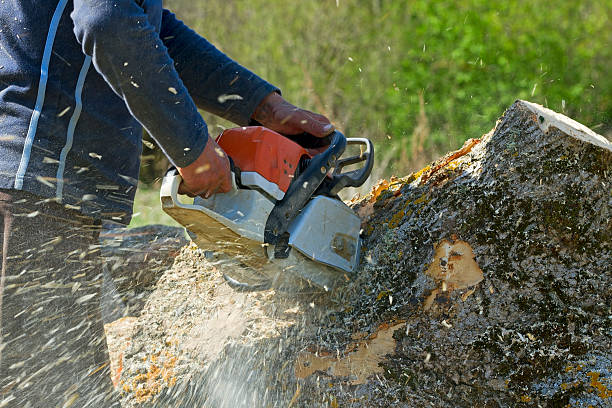 Best Tree Care Services  in Laurel Lake, NJ